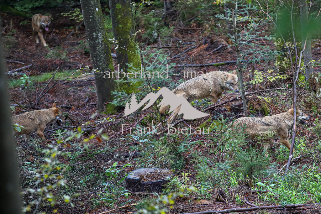 OE7A4116 | erstmalig Erkunden die 4 neuen Wölfe Ihr Gehege im Nat.Park Zentrum Falkenstein in Ludwigsthal