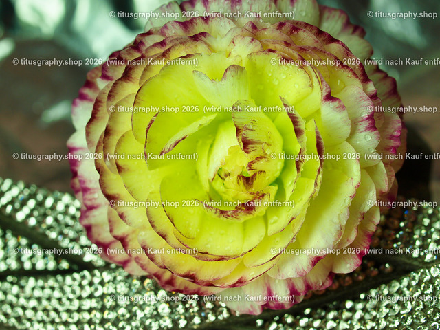 titusgraphy_P5066630-vz-ln | titusgraphy-shop: Geschenkideen mit Qualitätsfotos. titusgraphy-shop: gift ideas with quality photos. titusgraphy-shop: idées cadeaux avec photos de qualité.  - Realisiert mit Pictrs.com