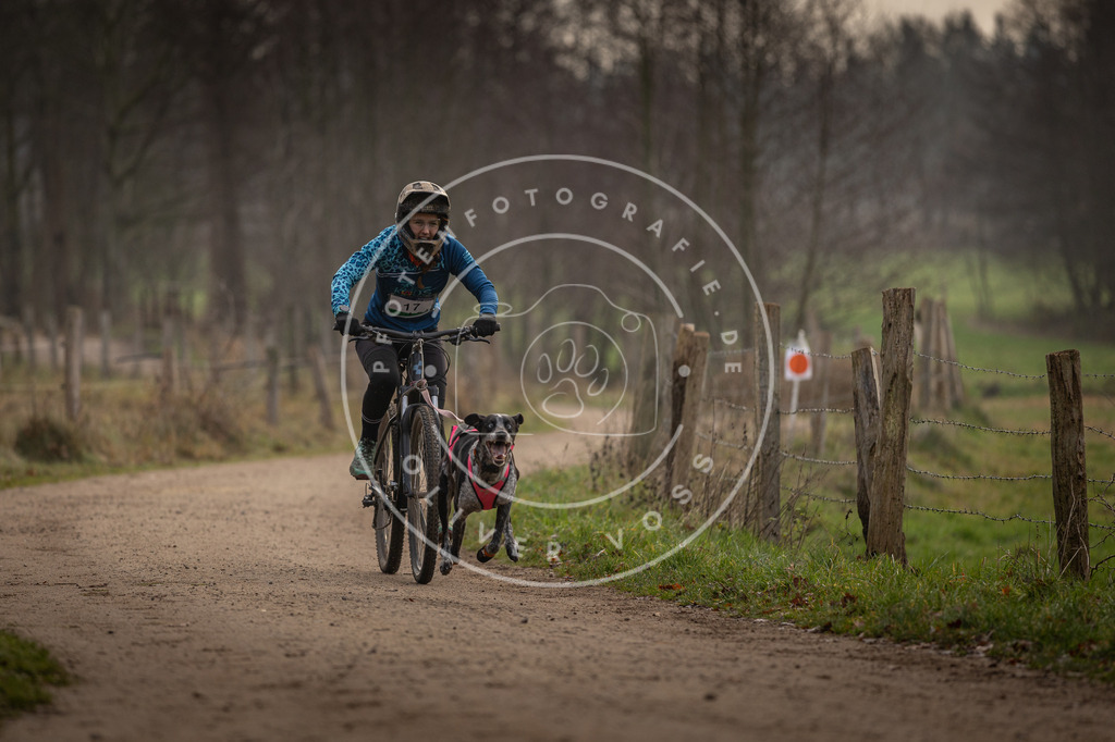 Pfotenfotografie_DV3A1888 | Hundefotografie, Tierfotograf, Pfotenfotografie, Fotoshooting Hund, Hunde Portrait, Hundesport, Hundeportraits, Heideshooting, Hunde, Sportfotograf, Hundefotograf, Turnierhundsport, THS,  - Realisiert mit Pictrs.com