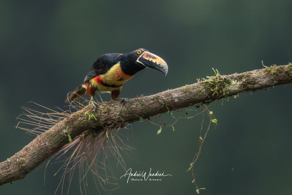 Dschungel-Akrobat | Andre Wandrei - Nature Artworx - Realisiert mit Pictrs.com