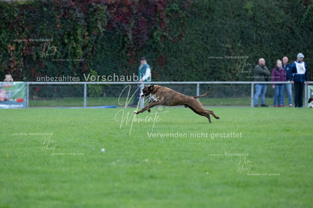 _16A4490 | Einzigartige Fotos von Hunden & Menschen –Actionfotos, Portraits, Vereinsaufnahmen & Paarshootings – authentisch, lebendig & mit Herz.