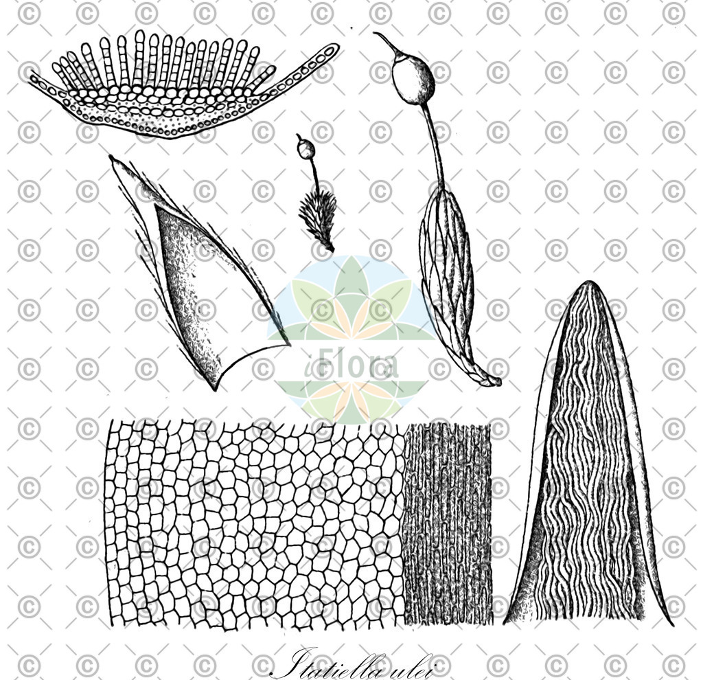 HistAbb_3116_1_FLORAD_SIMPLE | Historische Abbildung von Itatiella ulei - Polytrichaceae | Historical Illustration of Itatiella ulei - Polytrichaceae