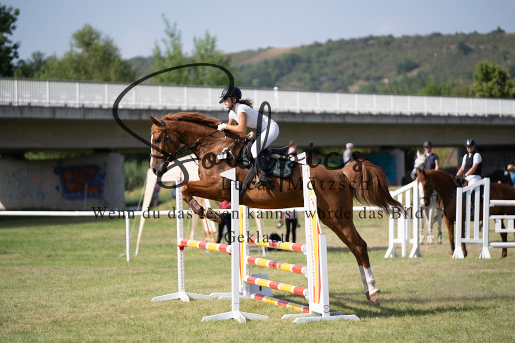 A7V00595 | Pferdefotograf