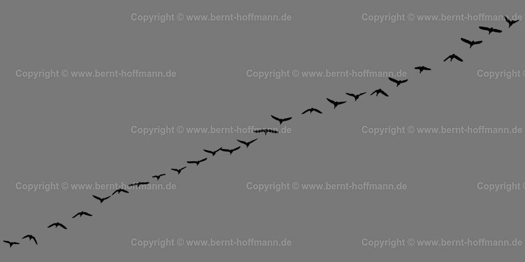 Pgrfk_Vogelzug_0881_797979_200x100 | bernt-hoffmann.de - Realisiert mit Pictrs.com
