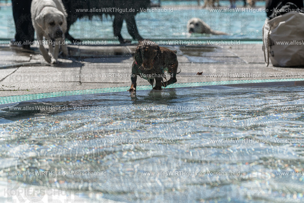 Hundeschwimmen_Volksbad_2026-allesWIRTHgut_Tierfotografie-2609061336-FAY06793 | Professionelle Tierfotografie in Mönchengladbach von Daniel Wirth (allesWIRTHgut). Liebevolle & natürliche Bilder von Hunden & Katzen für unvergessliche Erinnerungen.