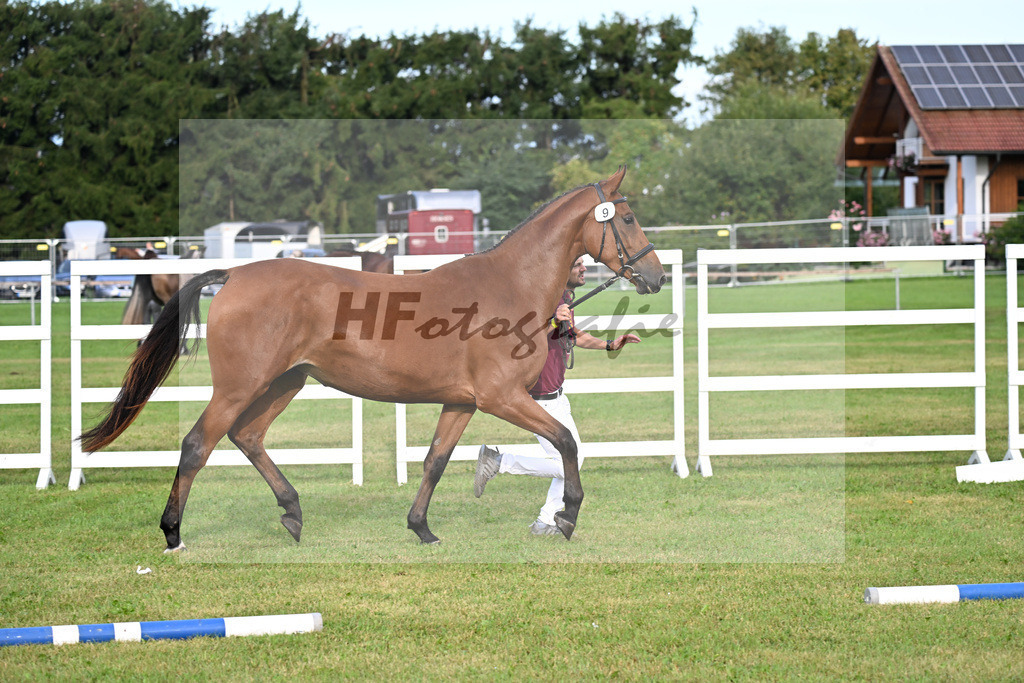 Kat-Nr. 9 Dakotan H v. Vingino_Hoffmeister_30250107 | hf-fotografie - Realisiert mit Pictrs.com