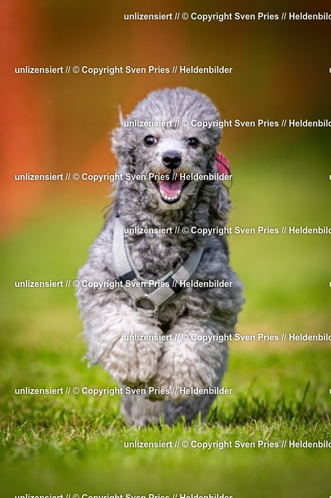 Sven Pries | 2024-09-22 - Hunderennen Baden-BadenPudelverein - Realisiert mit Pictrs.com