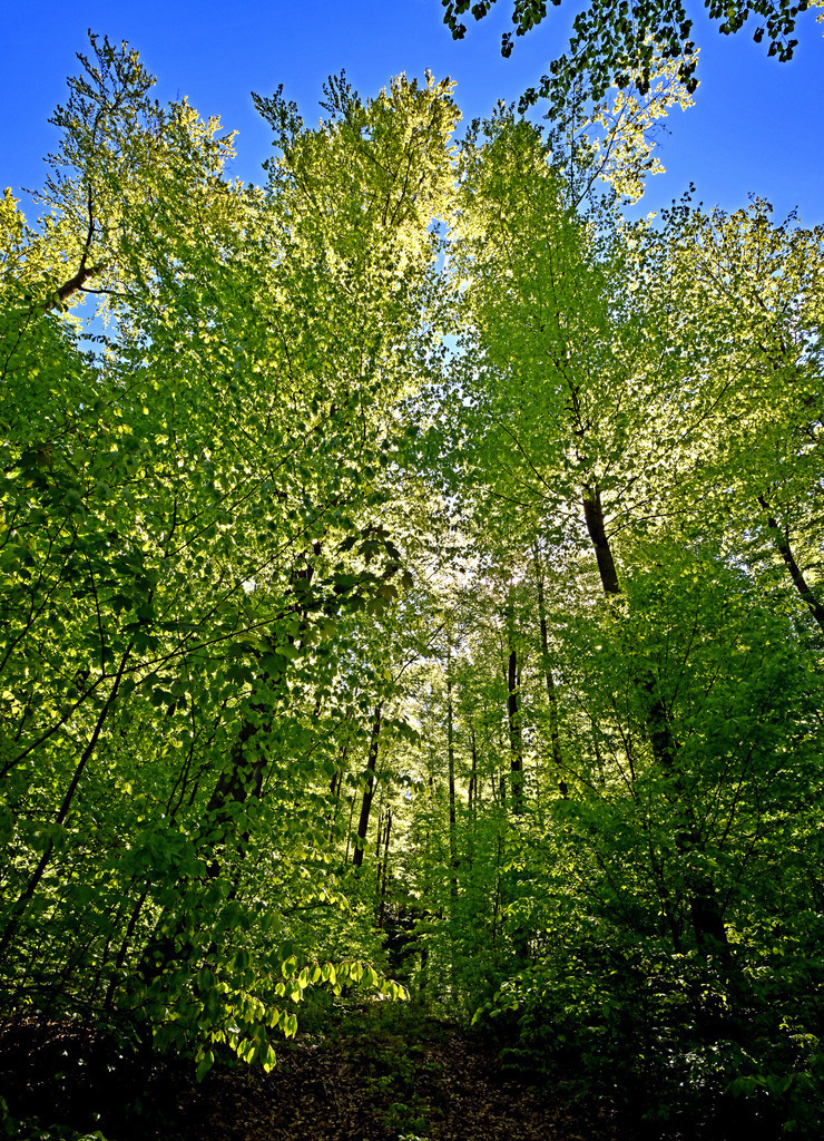 Buchenwald01h-1 | lucisnaturbilder - Realisiert mit Pictrs.com