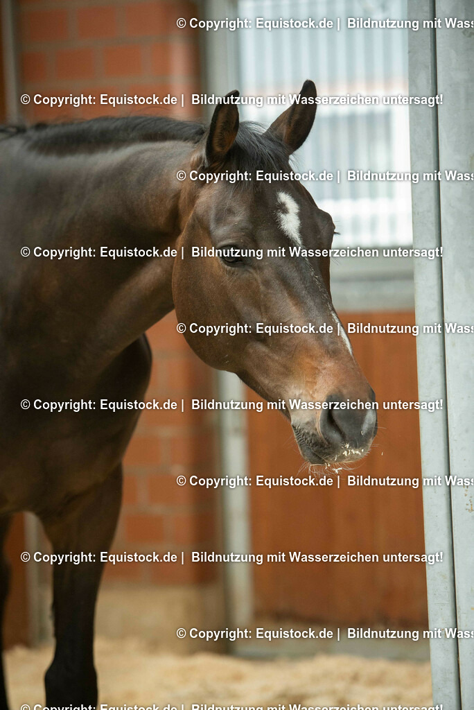 20190409_Einstreu_in_Pferdebox_0032 | Foto: Thomas Hartig