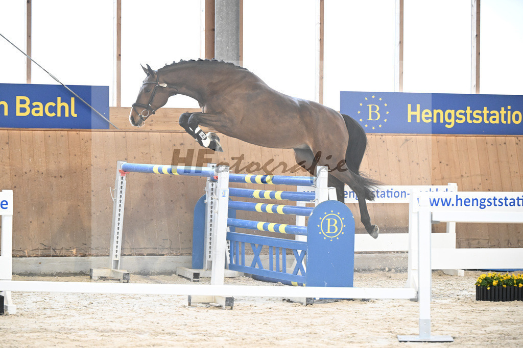 Kat-Nr. 8 nn v. Vigaro_Rau_5251227 | hf-fotografie - Realisiert mit Pictrs.com