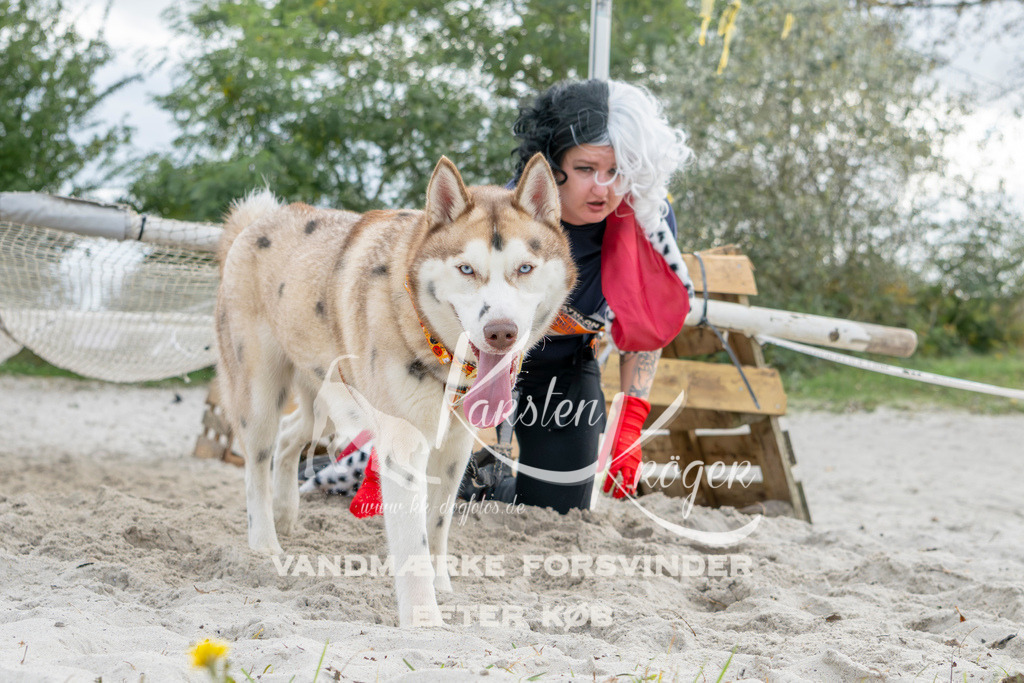 1510_ZZ93337 | kk-dogfotos