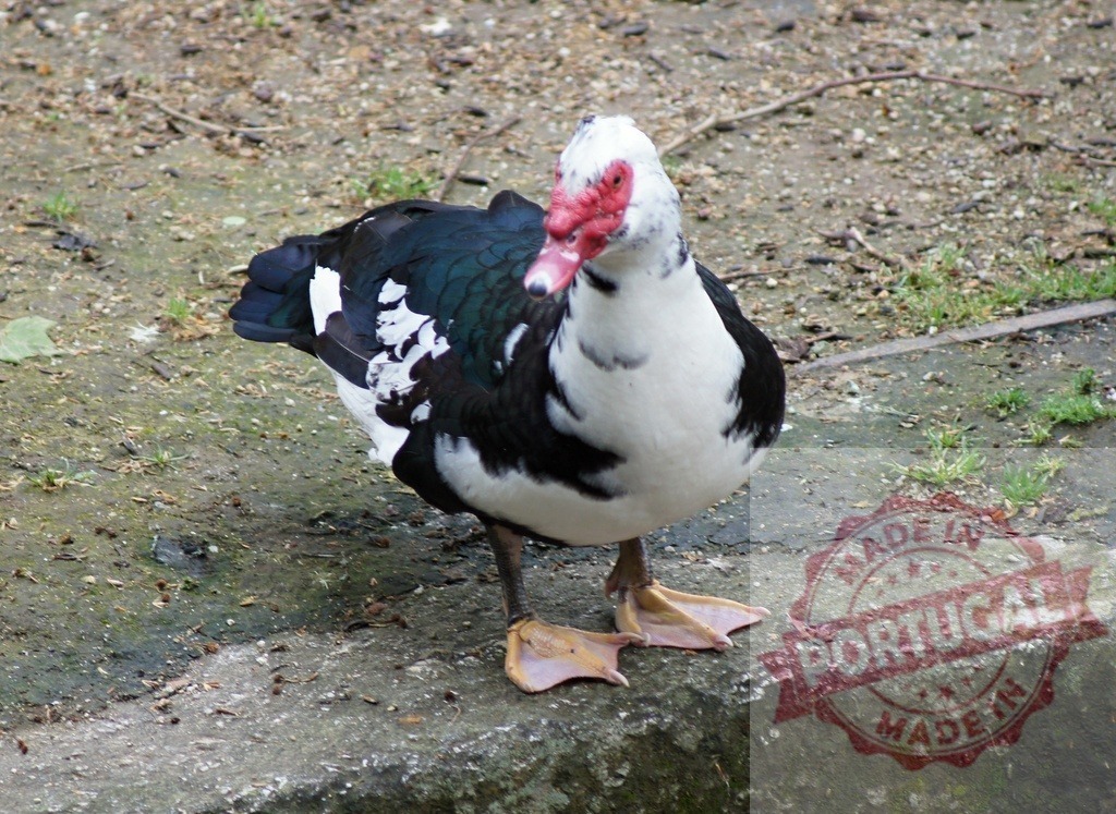 Muscovy duck standing on concrete looking forward | Muscovy duck with black and white plumage, red caruncles, and webbed feet outdoor - Realized with Pictrs.com