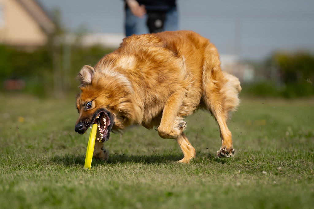 allesWIRTHgut Tierfotografie - 7IV08216 | Professionelle Tierfotografie in Mönchengladbach von Daniel Wirth (allesWIRTHgut). Liebevolle & natürliche Bilder von Hunden & Katzen für unvergessliche Erinnerungen.