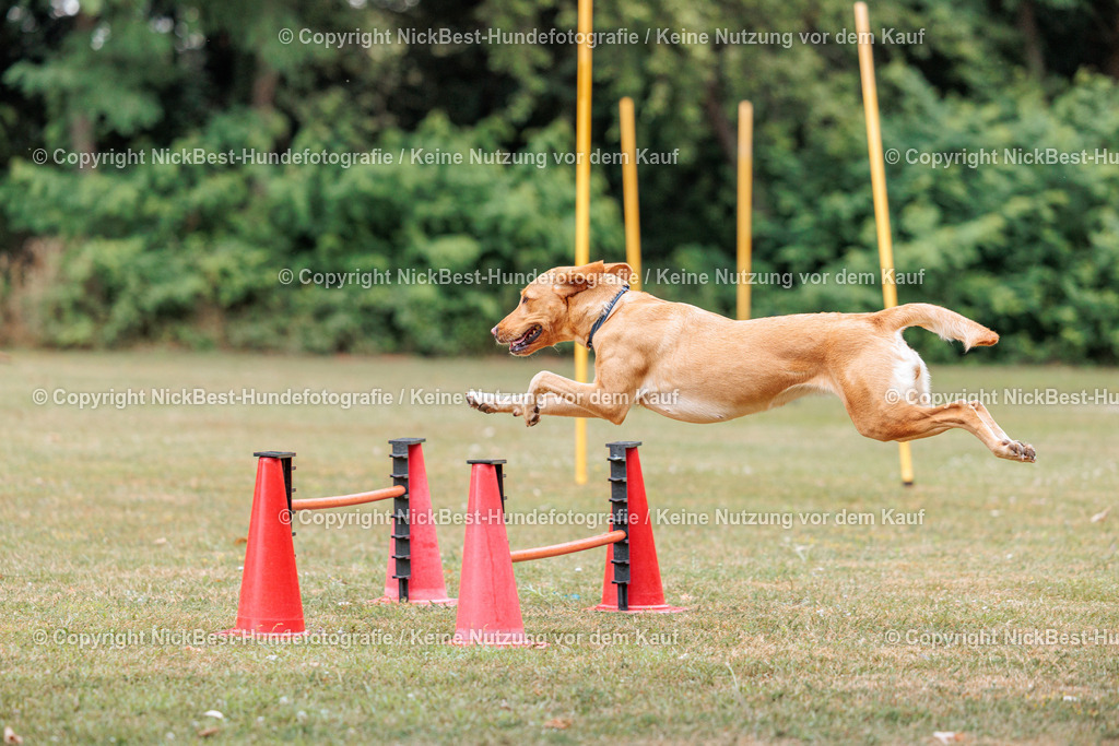 THS-Quakenbrück-2026-Nickbest-Hundefotografie-5348 | Dein Hund! Dein Moment! Deine Erinnerungen! Hundefotografie in Bremen Blumenthal. Ich fange die besonderen Momente deines Vierbeiners ein – ob Indoor mit Blitzanlage oder in der freien Natur. Sicher dir dein Moment und dein Termin für eure Erinnerungen.