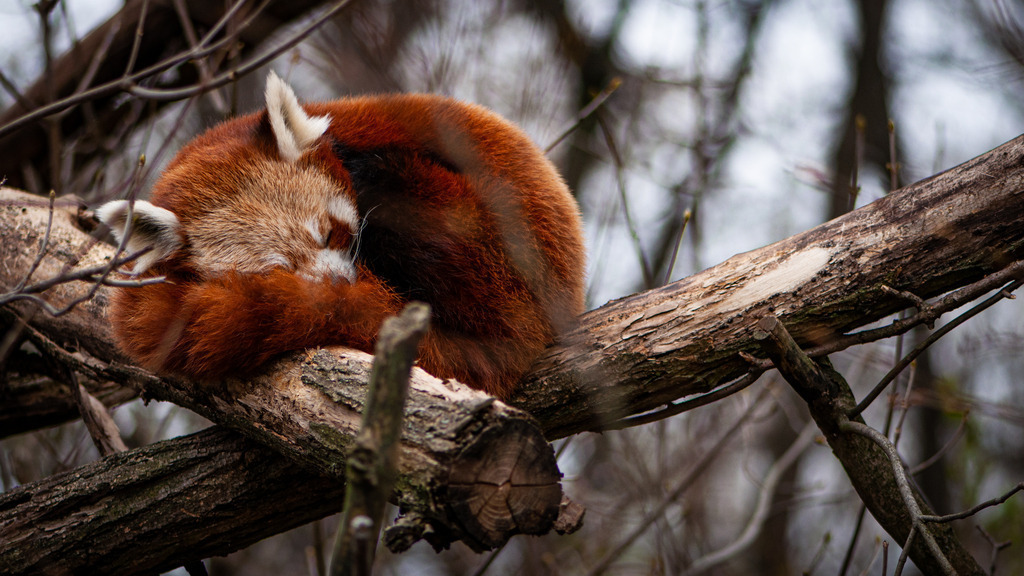 DSC_5750 | kaefersammler_roy - Realisiert mit Pictrs.com