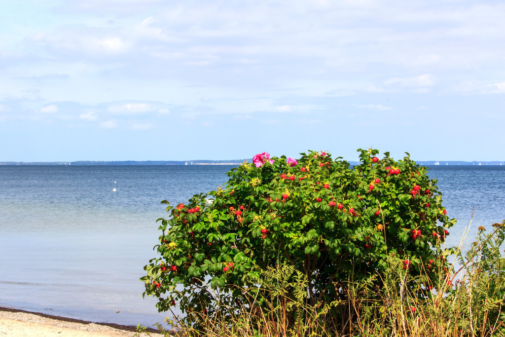 Wandbild: Heckenrosen am Strand in Norgaardholz | Dieses Wandbild im Querformat zeigt Heckenrosen am Strand in Norgaardholz. Am Himmel sind zahlreiche Wolken zu sehen.  - Realisiert mit Pictrs.com