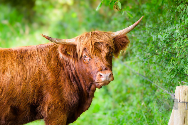 _DSC1914 | Shop für Prints Landschaftsfotografie Sächsische Schweiz Naturfotografie in Thüringen Fotos vom Findlingspark Nochten Kloster Sankt Marienstern Bilder Festung Königstein PanoramaRhododendronpark Kromlau FotogalerSchleswig-Holstein Küstenlandschaften