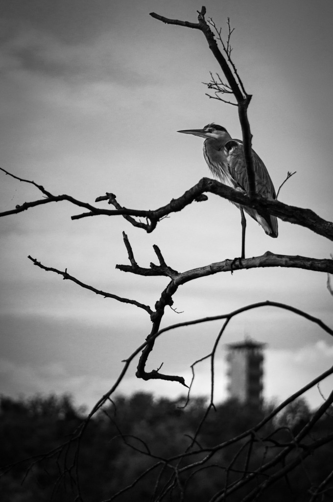 DSC_3791 | kaefersammler_roy - Realisiert mit Pictrs.com