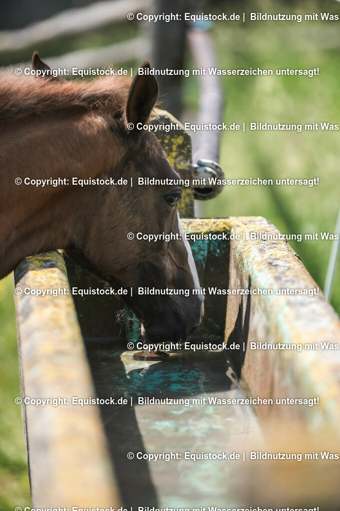 20210617_Fohlen_0243 | Foto: Thomas Hartig