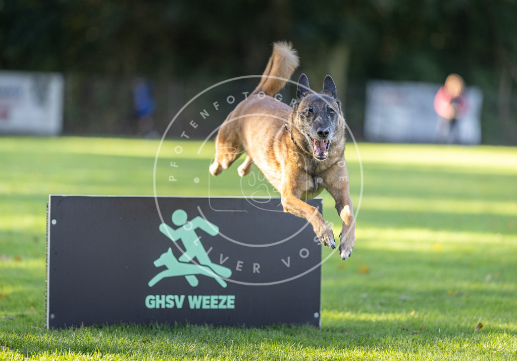 Pfotenfotografie.de_DV3A3608 | Hundefotografie, Tierfotograf, Pfotenfotografie, Fotoshooting Hund, Hunde Portrait, Hundesport, Hundeportraits, Heideshooting, Hunde, Sportfotograf, Hundefotograf, Turnierhundsport, THS, canicross - Realisiert mit Pictrs.com