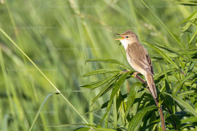 201742 | Tierfotografie, Tierkalender, Tierbilder, Insekten, Spinnen, Vögel, Schmetterling, Libellen, Leinwand, Colorkey, Qualität, Geschenkartikel, Geschenk - Realisiert mit Pictrs.com