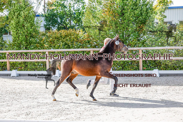 DR (24 von 1791) | mandyhollmannphotographie