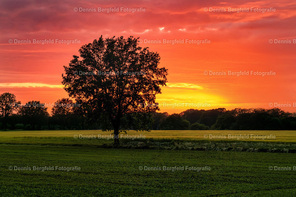 Sonnenuntergang Hopsten 2 | Entdecken Sie Natur, Makro und Tierfotografie von Dennis Bergfeld.Besondere Momente und Details der Natur, hochwertig als Foto und Wandbild erhältlich. - Realisiert mit Pictrs.com