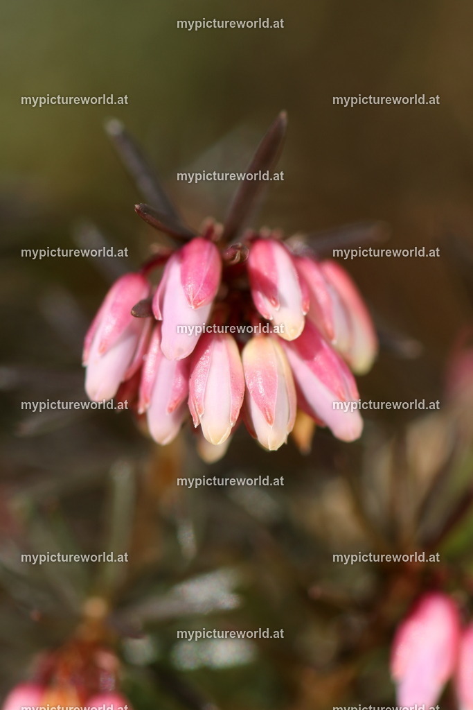 Schneeheide-013 | Das Bilderarchiv über Tiere, Planzen und Landschaften. In der Bilddatenbank finden Sie ein große Auswahl an hochwertigen Bilder für Ihre Werbung - Realisiert mit Pictrs.com