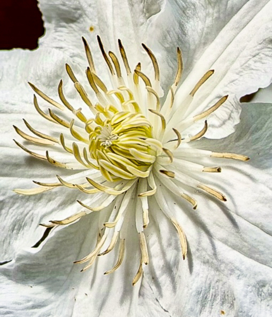 Geometrie der Natur – Abstraktes Fibonacci-Spirale Wandbild | Die vollendete Mathematik der Natur im extremen Nahfokus. Diese faszinierende Makroaufnahme fängt die perfekte, schneckenförmige Symmetrie einer getrockneten Naturstruktur ein. Die harmonischen Linien und die warmen, erdigen Töne verschwimmen zu einem zeitlosen Kunstwerk des organischen Minimalismus. Ein edler Blickfang für moderne Wohnzimmer, Lofts oder minimalistische Arbeitsräume. Empfohlen als Großformat auf Alu-Dibond für eine greifbare Tiefenwirkung. - Realisiert mit Pictrs.com