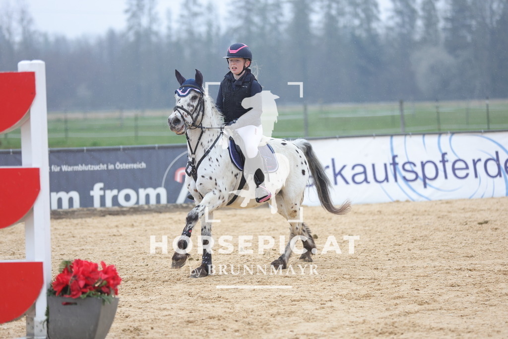 0P6A7690 | Willkommen bei Brunnmayr - Design & Fotografie – Ihrem Spezialisten für Reitturniere und Pferdeveranstaltungen in Oberösterreich, Salzburg und Bayern! Seit über 17 Jahren sind wir leidenschaftlich dabei.