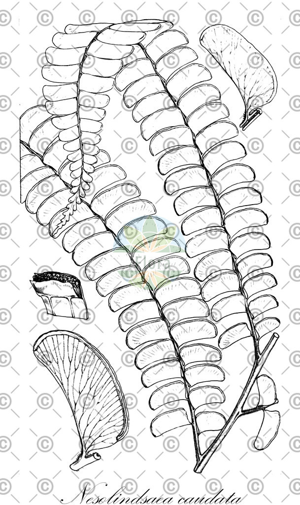 HistAbb_wfo-0000120075_1_ENZY_Simple | Historische Abbildung von Nesolindsaea caudata - Lindsaeaceae | Historical Illustration of Nesolindsaea caudata - Lindsaeaceae