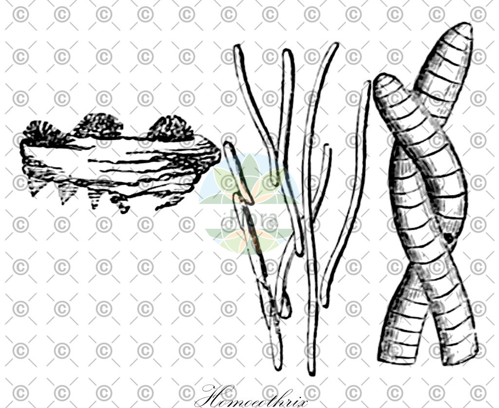 HistAbb_wfo-0000874617_1_ENZY_Simple | Historische Abbildung von Homoeothrix - Rivulariaceae (0) | Historical Illustration of Homoeothrix - Rivulariaceae (0)