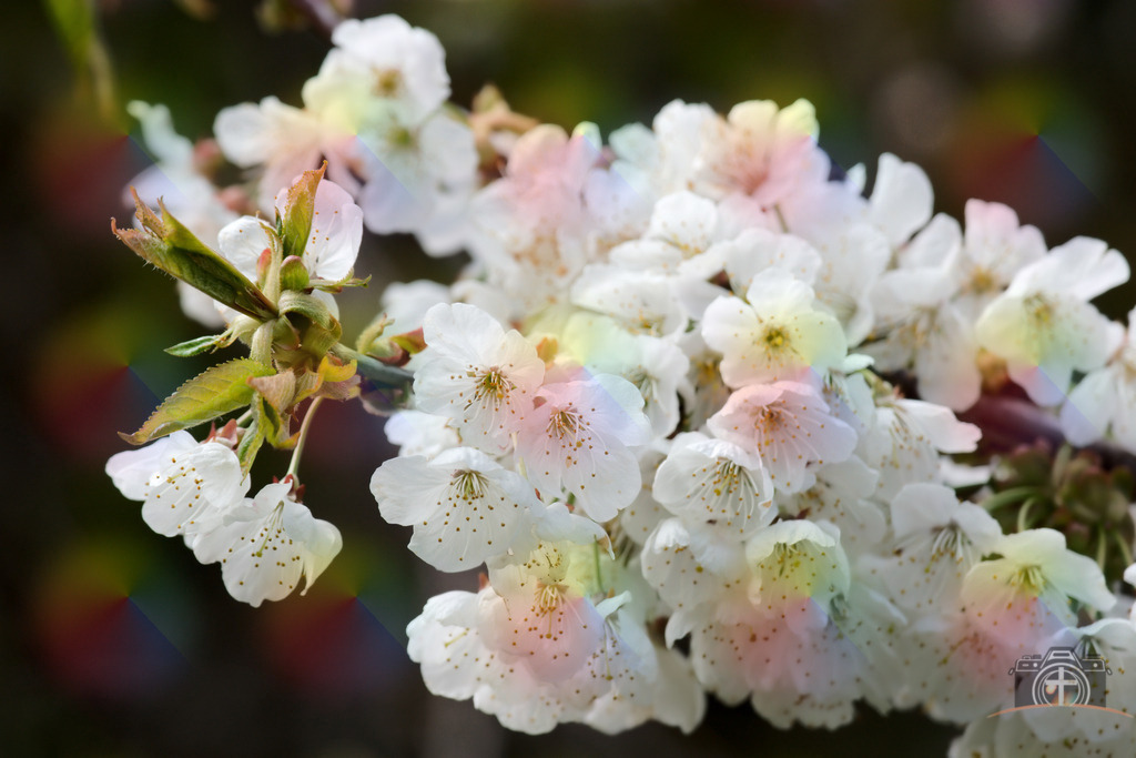 OB-Kirschblüte-0008 | Entdecken Sie eine vielfältige Auswahl individueller Fotos zum Kauf auf picturalux.de. Finden Sie hochwertige Bilder für Ihre Projekte, die Ihre Botschaft perfekt unterstreichen. Stöbern Sie jetzt und verleihen Sie Ihren Inhalten das gewisse Etwas! - Realisiert mit Pictrs.com