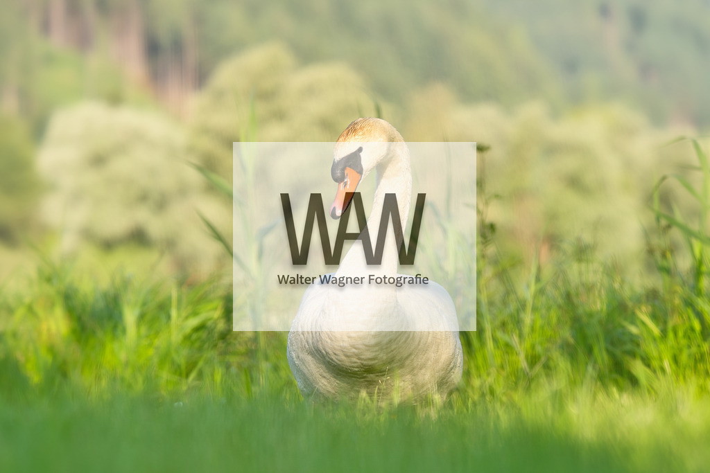 Schwan am Gaishorner See | walter-wagner-fotografie