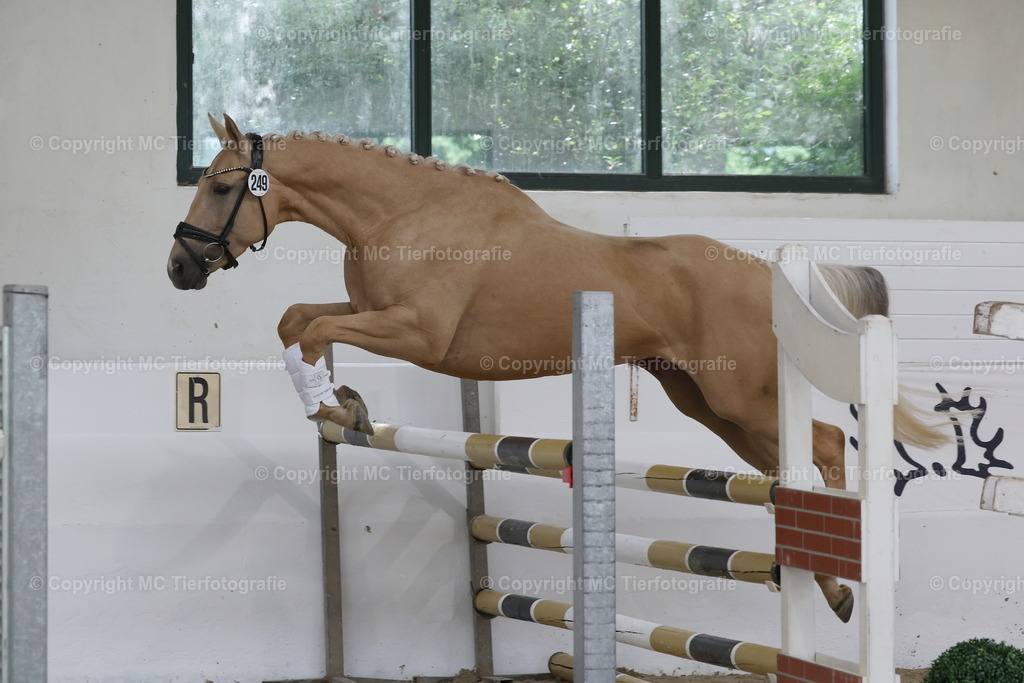 Stut.eintr.u.Fohlent. Geldern06.06.26MCTierf.9C8A9603B | Pferdefotos online bestellen - Realisiert mit Pictrs.com