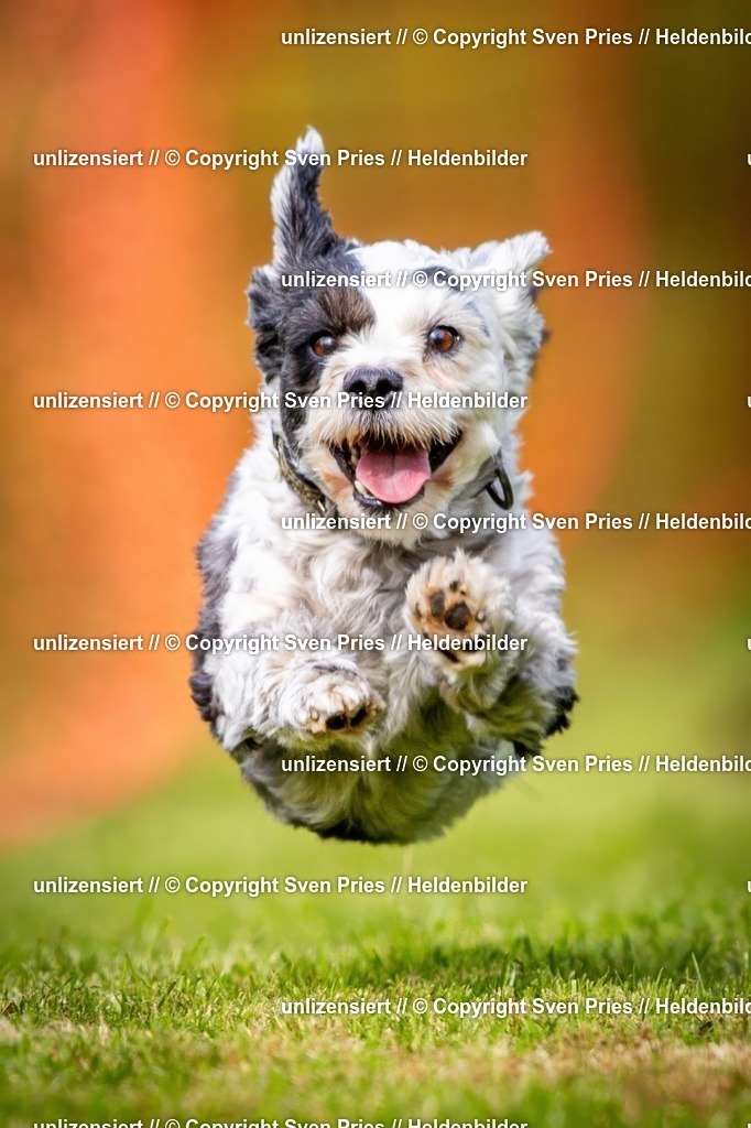 Sven Pries | 2024-09-22 - Hunderennen Baden-BadenPudelverein - Realisiert mit Pictrs.com