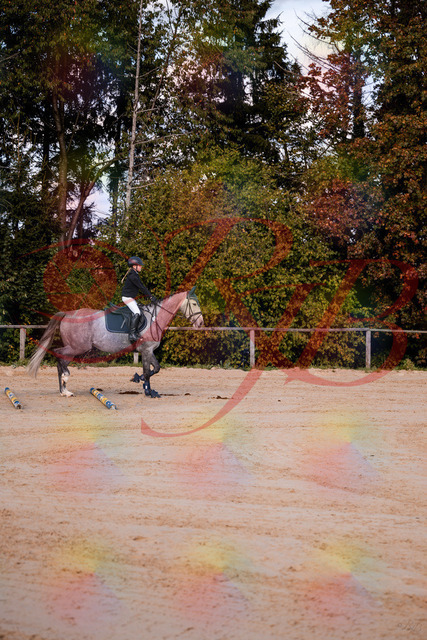 2026_10_03_Siefer-Hof_145034_Z81_28684945 | Professionelle Reitsport-, Turnier- und Eventfotografie von Robert Broda. Galerien mit ausgewählten und bearbeiteten Bildern direkt online ansehen und bestellen.