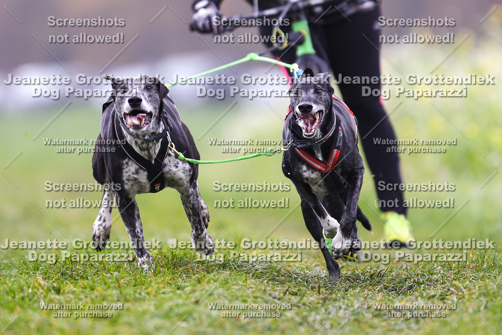 Dog Paparazzi - Visbeck 25 -82 | Dog Paparazzi Jeanette Grottendiek Fotografie & Videografie - Realisiert mit Pictrs.com