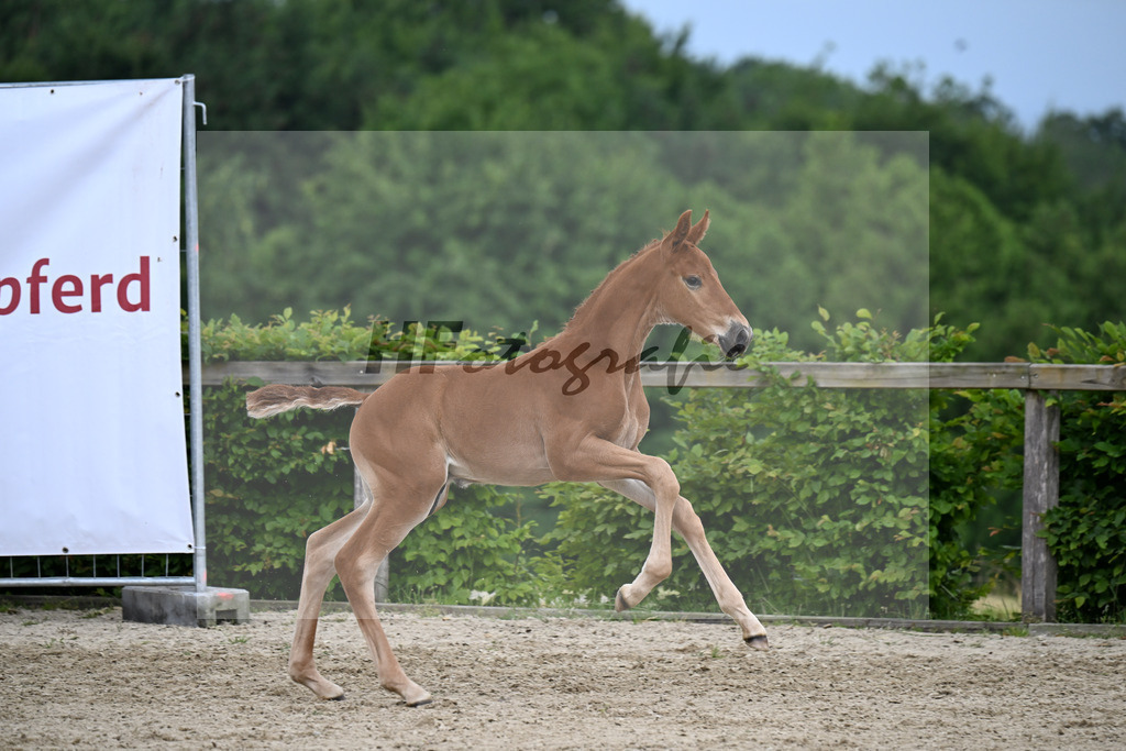 Kat-Nr. 22 Va Bene x Fahrenheit_HF_Bosch_14250228 | hf-fotografie - Realizzato con Pictrs.com