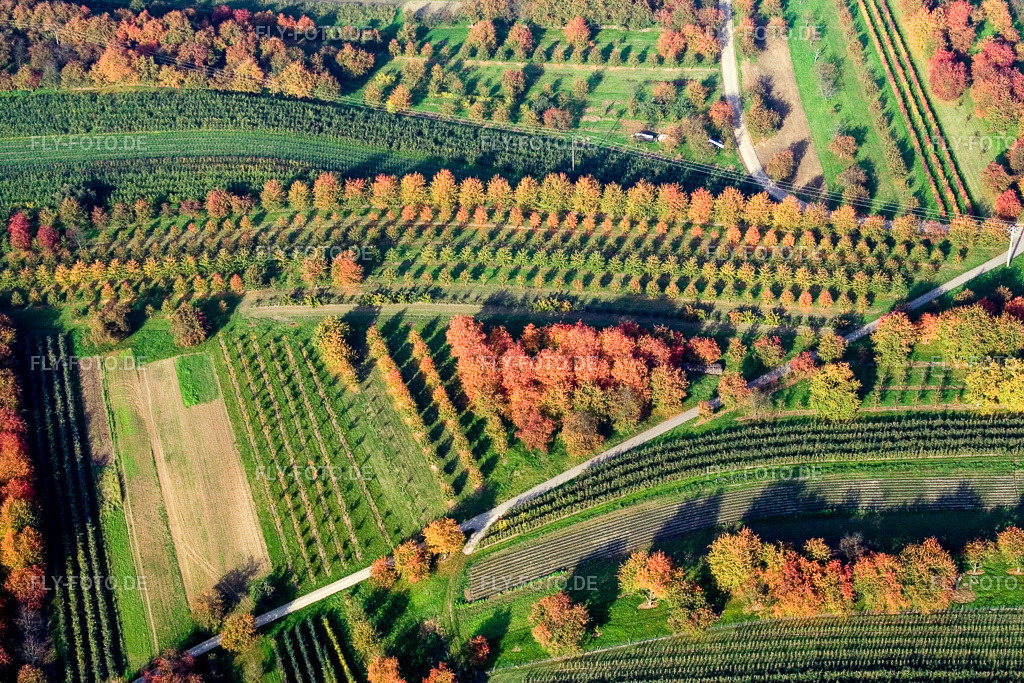 Ulm/Baden, Zwetschgenlaub | Luftbild: Ulm/Baden, Zwetschgenlaub im Ortsteil Ulm in Renchen im Bundesland Baden-Württemberg in Deutschland. Foto: IMG_13937.jpg vom 11.10.2008 durch Werner Riehm/FLY-FOTO.de - Realisiert mit Pictrs.com