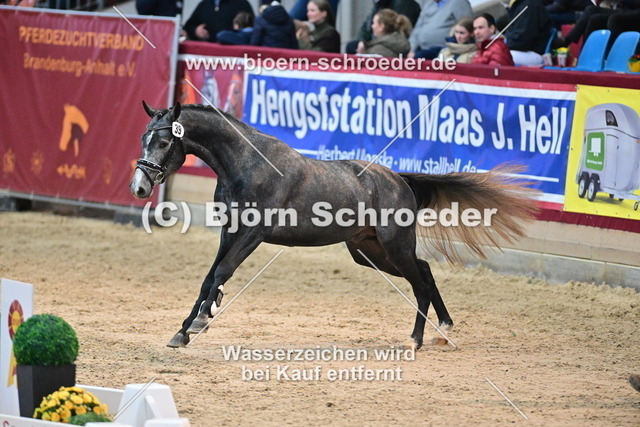 39_Hickstead White - Camarque_790_8643 | Björn Schroeder Pferdefotografie