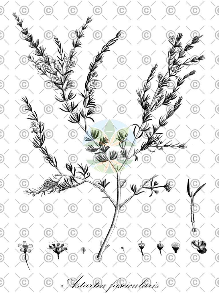 HistAbb_wfo-0000638851_1_ENZY_Simple | Historische Abbildung von Astartea fascicularis - Myrtaceae | Historical Illustration of Astartea fascicularis - Myrtaceae