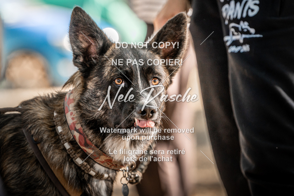 nelerasche_slaw24Sa_212 | nelerasche