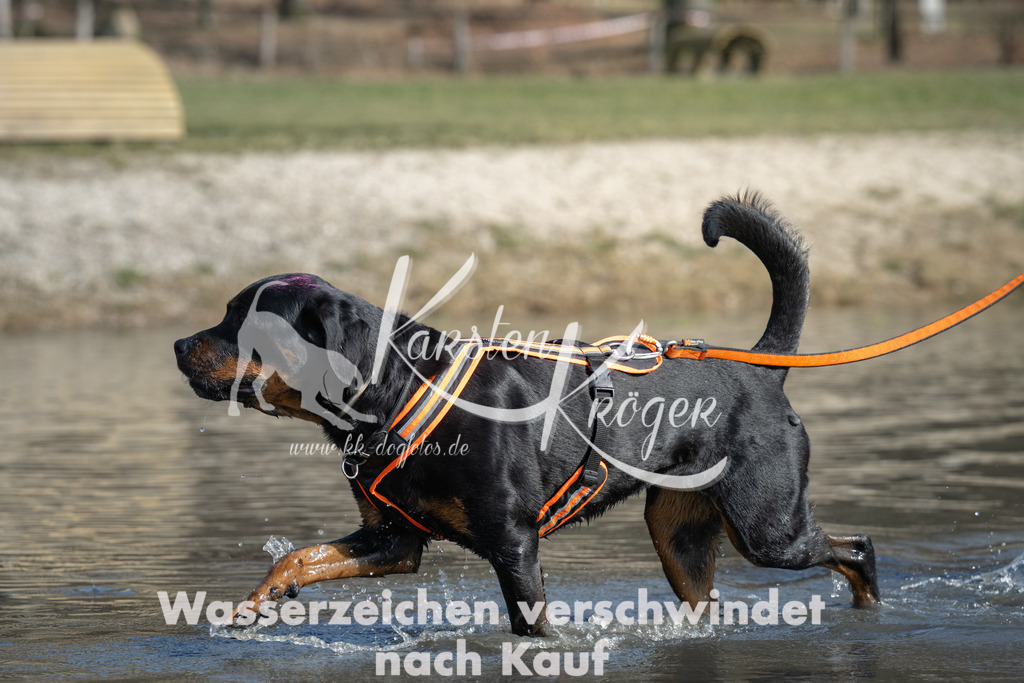 1331_ZZ96797 | kk-dogfotos