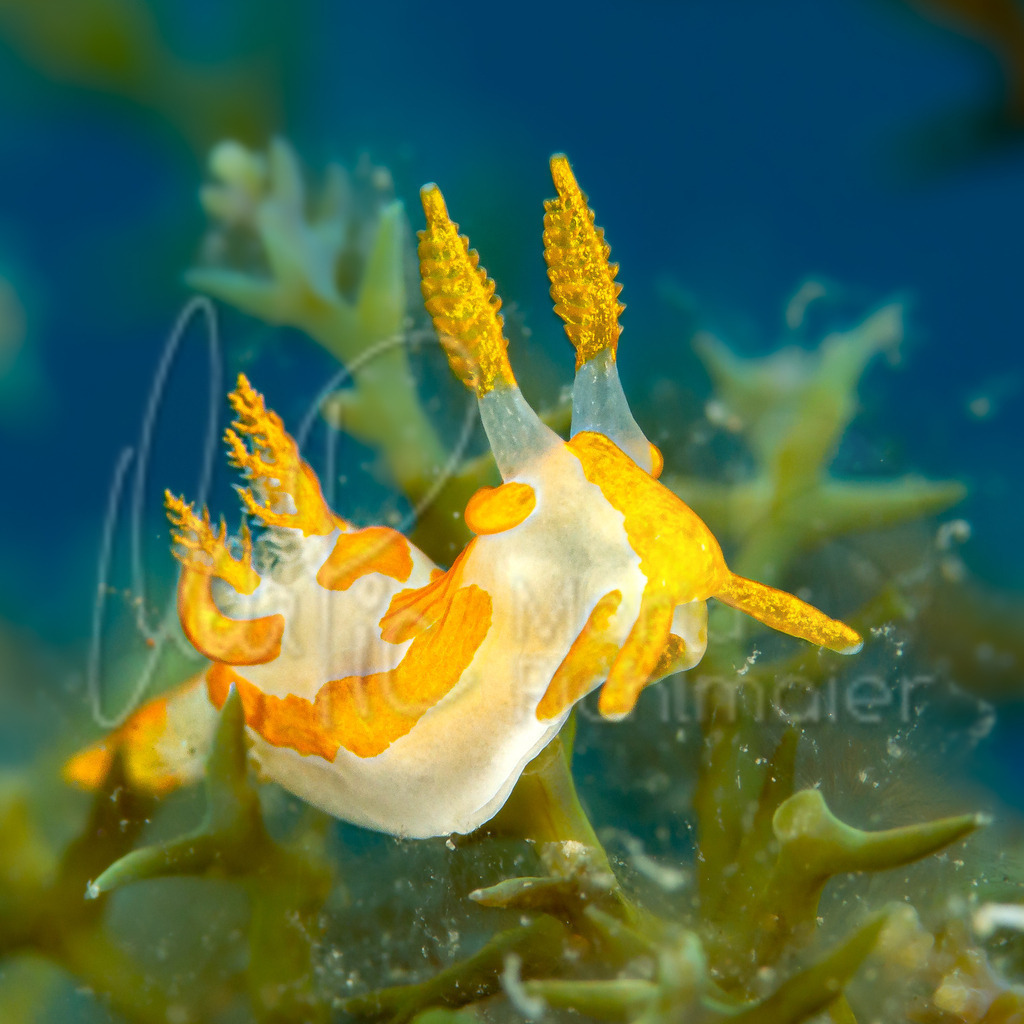 Trapania maculata | Nudibranch / Nudibranquio / Nacktschnecke - Realisiert mit Pictrs.com
