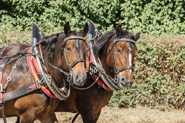 7V6A1930 | natalia-nirschl-photography