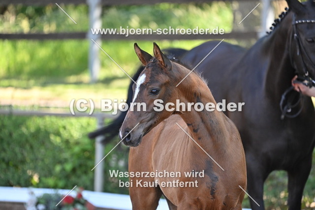 18_Christ - Quaterman_758_8750 | Björn Schroeder Pferdefotografie