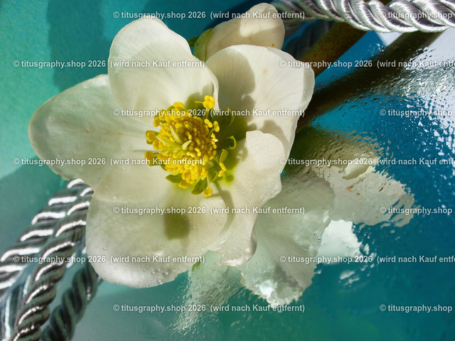 titusgraphy_P2244179-vz-ln | titusgraphy-shop: Geschenkideen mit Qualitätsfotos. titusgraphy-shop: gift ideas with quality photos. titusgraphy-shop: idées cadeaux avec photos de qualité.  - Realisiert mit Pictrs.com