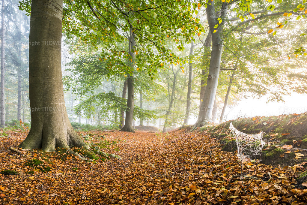 _1015929-HDR | thowehey - Realisiert mit Pictrs.com