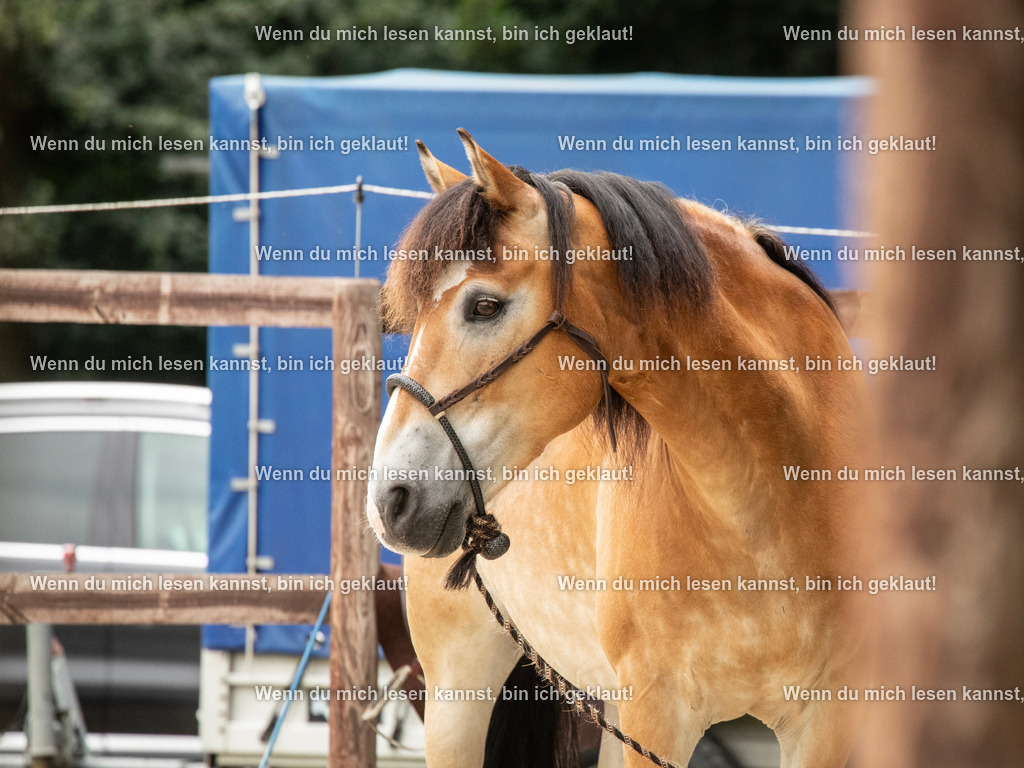 598A6733 | photographylinaismer - Realisiert mit Pictrs.com